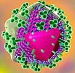 Антитела к ВИЧ 1 и 2 типов + антиген р 24 (Аnti-HIV 1,2 + р24) (определение маркера в крови)
