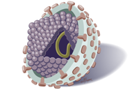 Анти-HCV (диагностика гепатита С) (определение маркера в крови)