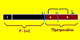 протромбин строение.png