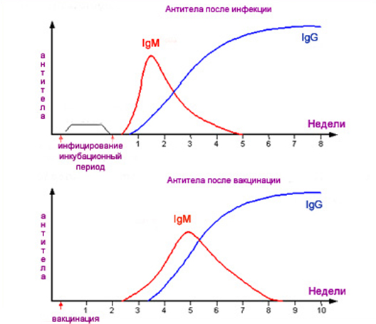 rubella-igm.jpg