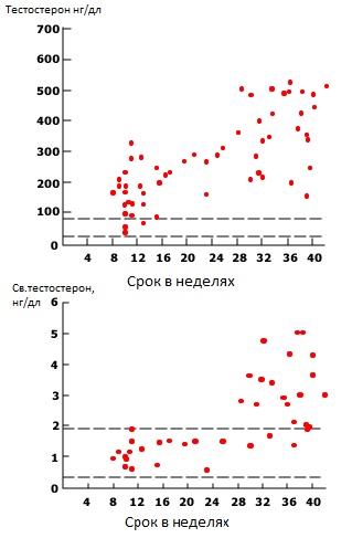 testosteron.jpg