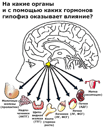 Курсовая работа: Гормоны