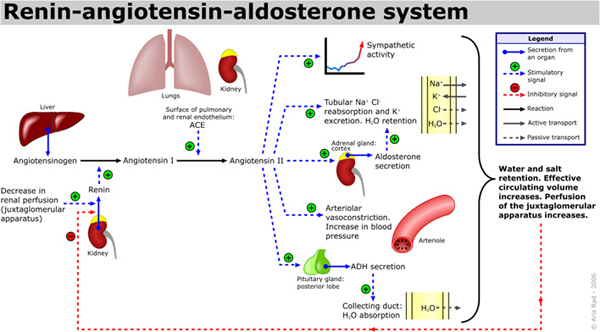 hyperkalemia6.jpg