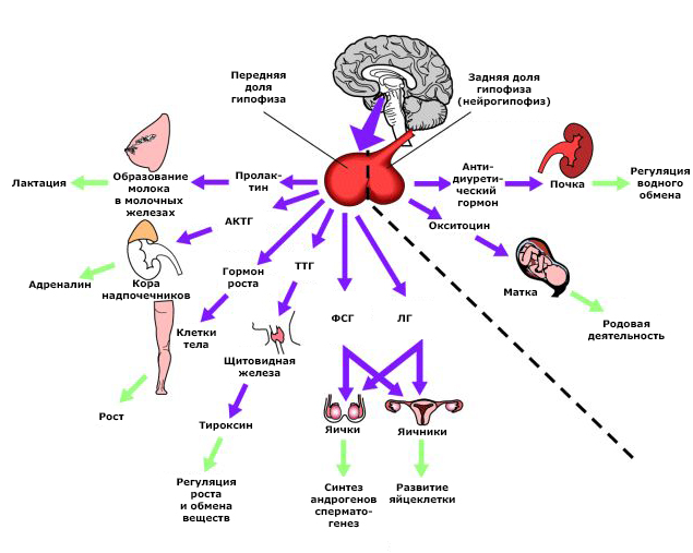 pituitary-gland-endocrine.jpg