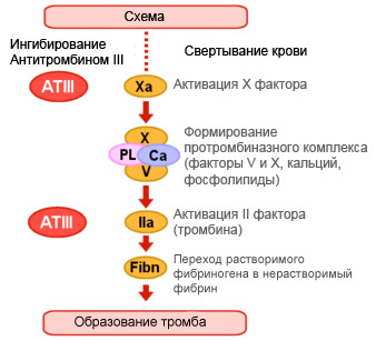 antithrombin3_1.jpg